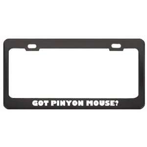Got Pinyon Mouse? Animals Pets Black Metal License Plate Frame Holder 