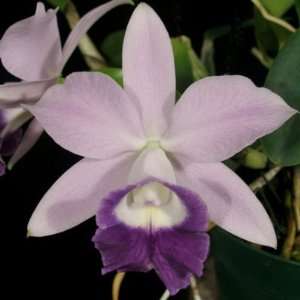 Orchid Collection for Beginner Growers  Grocery & Gourmet 
