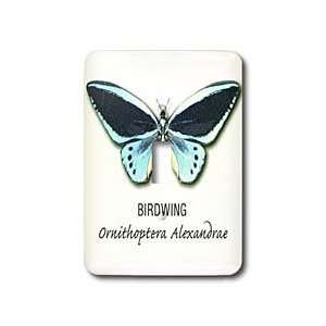 Boehm Graphics Butterfly   Birdwing Butterfly   Light Switch Covers 