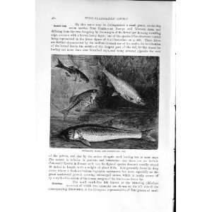   HISTORY1896 BITTERLING BLEAK GUDGEON FISH TENCH