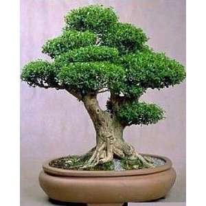  English Boxwood 20 Seeds   Buxus sempervirens Patio, Lawn 