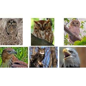  Steve Gifford Birds of Prey assorted 