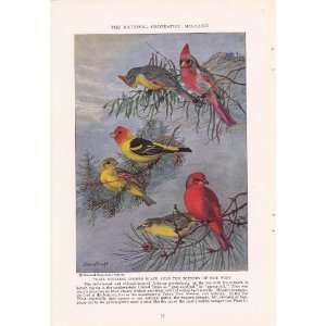   Depatic Tanagers Scarlet Tanger   Allan Brooks Vintage Bird Print
