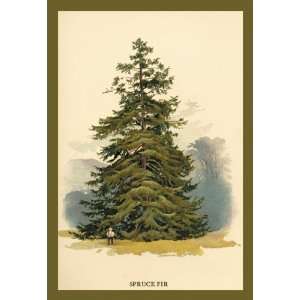  Spruce Fir Tree 20x30 Canvas
