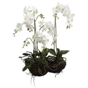  33 Two Phaleanopsis Orchid Plant in White