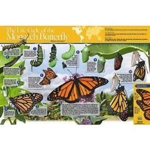 Monarch Butterfly Life Cycle Chart  Industrial 