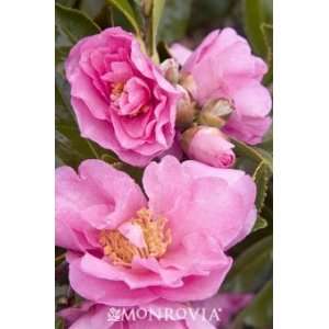  Camellia sasanqua Marge Miller by Monrovia Growers 