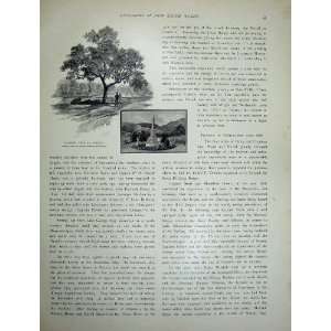  1886 Australia Captain Sturt Mitchell Tree Albury Hume 