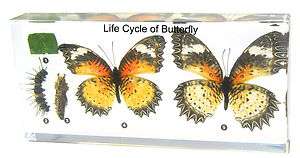 Life Cycle of Butterfly Specimen   Leopard Lacewing (Cethosia cyane 