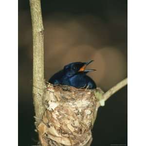  A Male Victorias Riflebird in Nest, Cape York Peninsula 