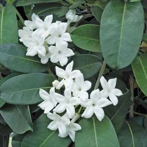  Stephanotis Plant   Approx. 8   12 inches Patio, Lawn 