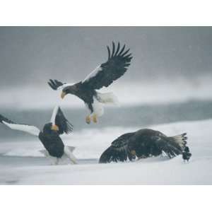  A Pair of Stellers Sea Eagle Fighting as a Juvenile Eats 