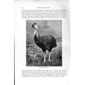   NATURAL HISTORY 1895 AUSTRALIAN CASSOWARY BIRDS PRINT