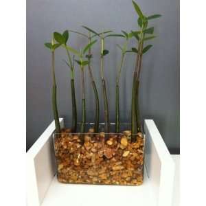  10 Red Mangrove Seedlings in Rectangular Vase Arrangement 