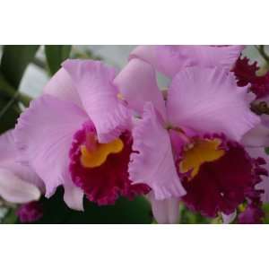 Lc. Irene Finney `York AM/AOS Cattleya Orchid Plant