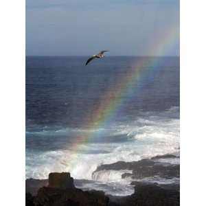  A Blue Footed Booby Soars Above a Rainbow on Espanola 