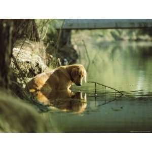  A Pet Dog Sits in the Shallow Water of a Creek National 