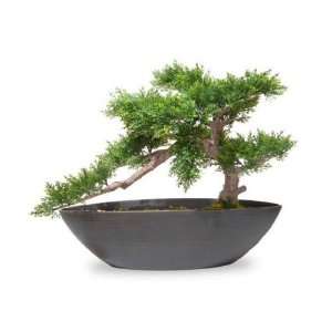 National Tree Cedar Green Bonsai with Oval Dark Brown Container, 14 