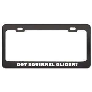Got Squirrel Glider? Animals Pets Black Metal License Plate Frame 
