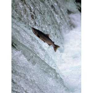  Sockeye Salmon Spawning, Katmai National Park, AK Premium 