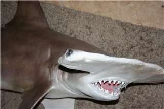 NEW XL HAMMERHEAD Shark MOUNT  Condo/Restaurant Decor  