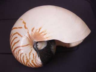 25 Chambered Nautilus pompilius seashell shell GIANT 234.5mm  