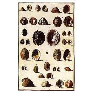  Seashells Gualtieri Shells Poster Print