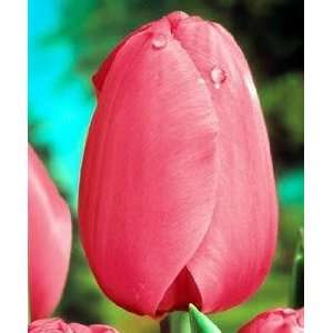   Pink Impression Darwin Tulip 20 Bulbs   Super Value