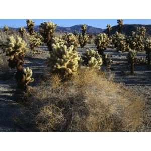  Landscape with Teddy Bear Cholla (Opuntia Bigelovii) at Dawn, Cholla 