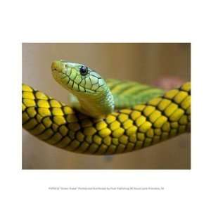  Liebermans PPBPVP0518 Green Snake 10.00 x 8.00 Poster 