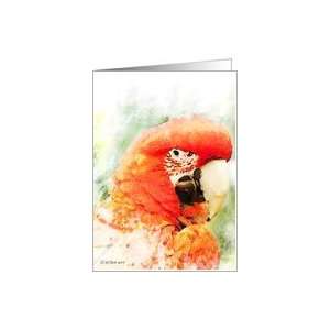 Scarlet Macaw   Note Card Card