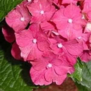  HYDRANGEA GLOWING EMBERS / 2 gallon Potted Patio, Lawn 
