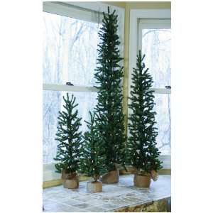  Slim Pine Trees with Clear Lights