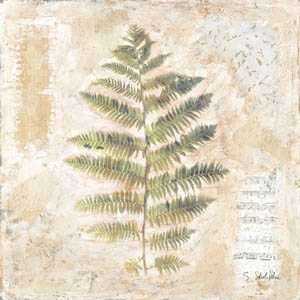  Starlie Sokol Hohne Decorative Fern II 10x10 Poster