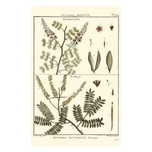  Fern Classification II Premium Giclee Poster Print by 