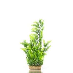  K&A Imports Club Moss with Mini Green Ludwiga, Extra Large 