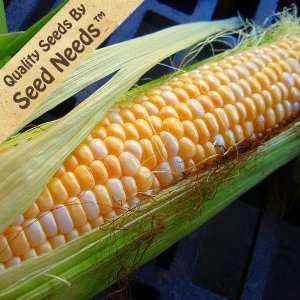  160 Seeds, Sweet Corn Butter & Sugar (Zea mays) Seeds By Seed 