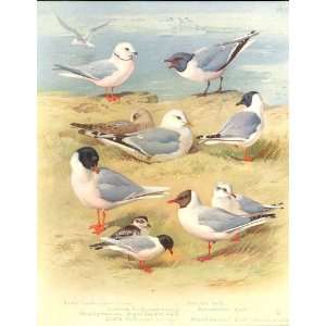  Large Thorburn Birds Gulls Antique Print 1915 *2