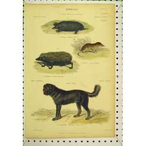    Mammalia C1850 Colour Print Mole Shrew Hedgehog Dog