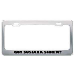  Got Susiana Shrew? Animals Pets Metal License Plate Frame 
