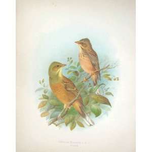    Ornithology Gronvold Print Birds Short Tailed Lark