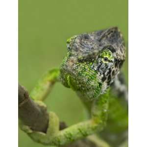  Oustalets Chameleon on Branch, Madagascar Premium Poster 