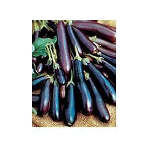  Eggplant Long Purple Oriental 40+ Seeds Patio, Lawn 