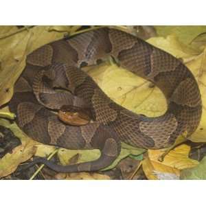  Northern Copperhead (Agkistrodon Contortrix Mokasen 