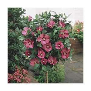  Aphrodite Rose of Sharon (Dark Pink) Patio, Lawn & Garden