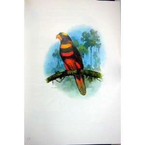  World Parrots 1973 Dusky Lory