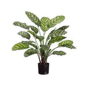  23 Peacock Plant in Pot Two Tone Green (Pack of 8)