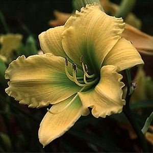  Daylily   Carolyn Criswell   #1 Container Patio, Lawn 