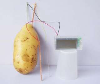 SCIENCE MUSEUM Potato Clock Green Science Vegetable Power  