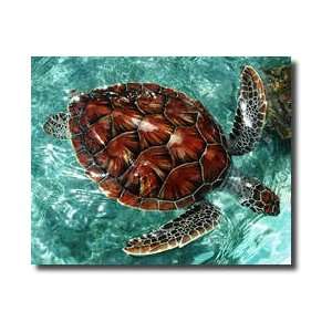  Sea Turtle Grand Cayman Giclee Print